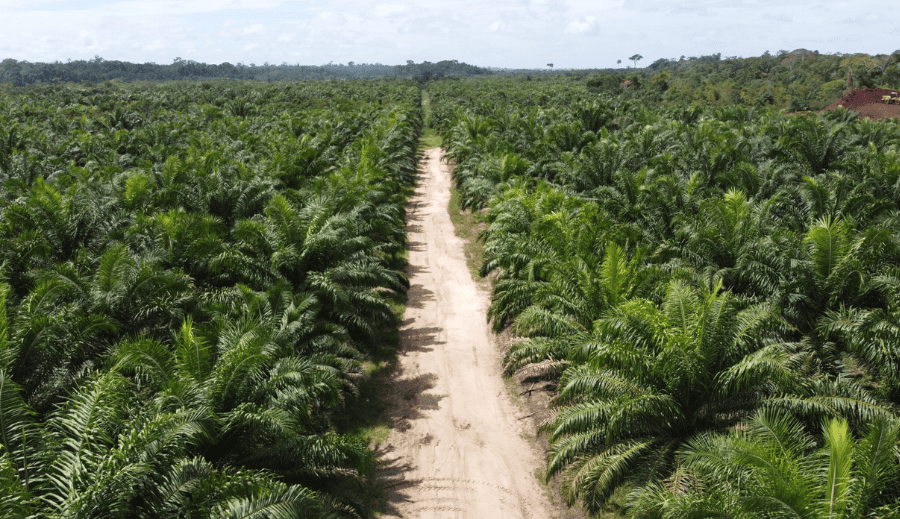 Somos o que comemos?