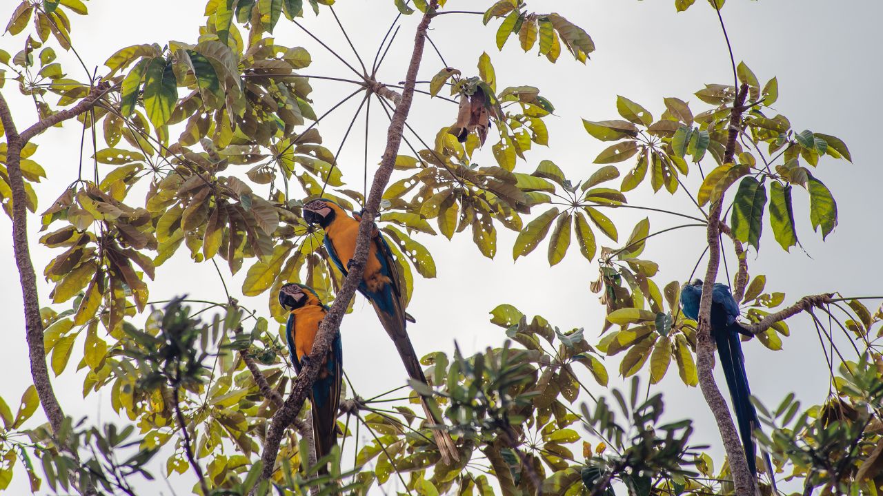Araras sobrevoando a paisagem natural da Serra do Tepequém, em Roraima.