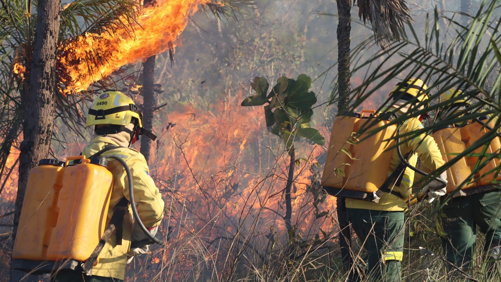 Na Amazônia, até a floresta que não deveria queimar tem pegado fogo